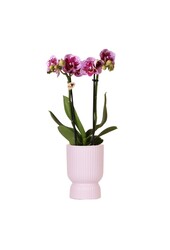 Orchidée phalaenopsis rose violette dans Diabolo