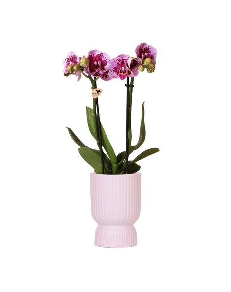 Kolibri Orchids Orchidee