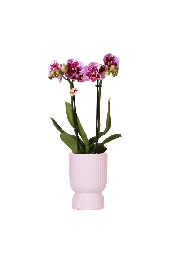 Orchidée phalaenopsis rose violette dans Diabolo