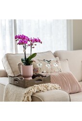 Orchidée phalaenopsis rose violette dans Diabolo