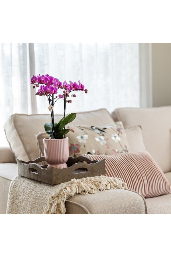 Orchidée phalaenopsis rose violette dans Diabolo