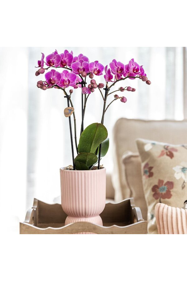 Orchidée phalaenopsis rose violette dans Diabolo