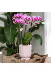 Orchidée phalaenopsis rose violette dans Diabolo