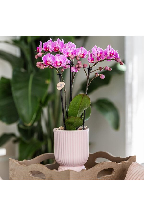 Roze paarse phalaenopsis orchidee in Diabolo