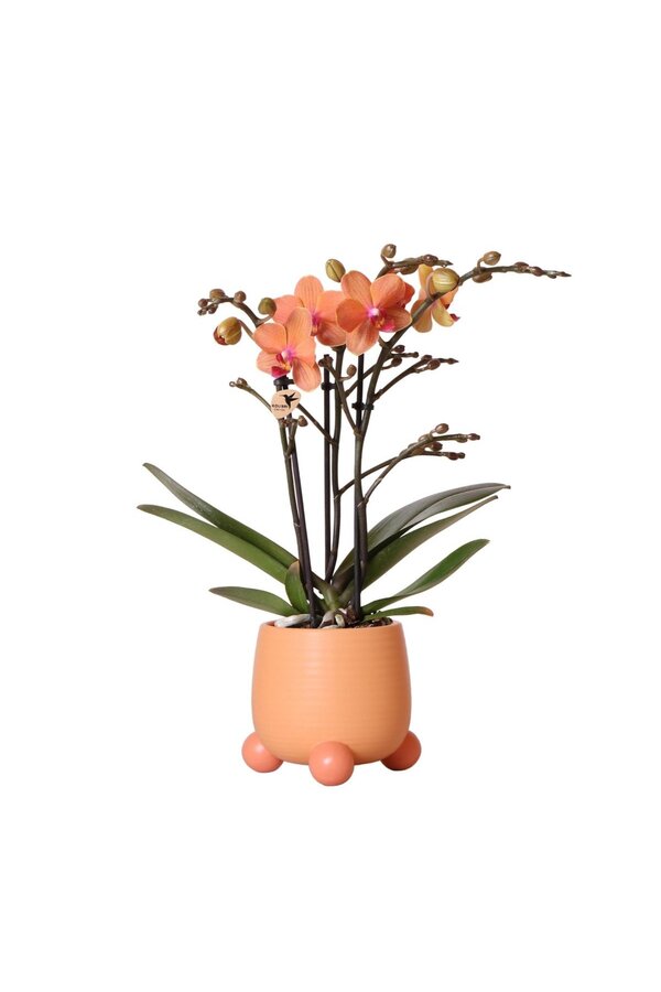 Kolibri Orchids | Oranje Phalaenopsis orchidee - Mineral Bolzano + Rolling peach - potmaat Ø9cm | bloeiende kamerplant - vers van de kweker