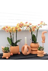 Kolibri Orchids | Oranje Phalaenopsis orchidee - Mineral Bolzano + Rolling peach - potmaat Ø9cm | bloeiende kamerplant - vers van de kweker