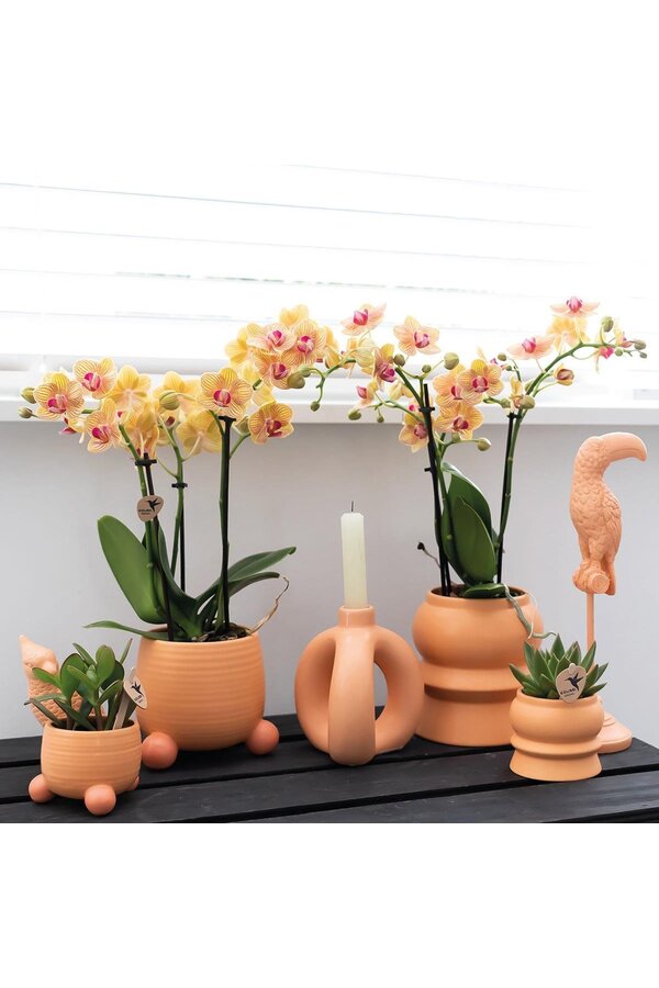 Kolibri Orchids | Oranje Phalaenopsis orchidee - Mineral Bolzano + Rolling peach - potmaat Ø9cm | bloeiende kamerplant - vers van de kweker