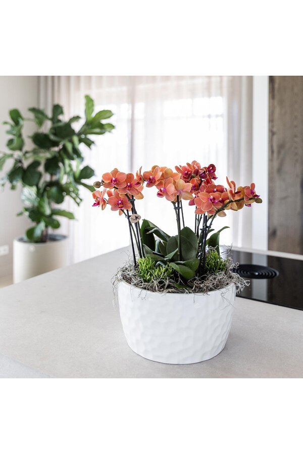 Kolibri Orchids | oranje plantenset in Honey dish incl. waterreservoir | drie oranje orchideeën Bolzano 9cm en drie groene planten | Jungle Bouquet oranje met zelfvoorzienend waterreservoir