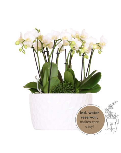 Kolibri Orchids Orchidee