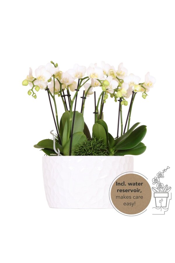 Witte plantenset in Honey dish incl. waterreservoir DIY Pakket