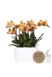 Oranje plantenset in Honey dish incl. waterreservoir DIY Pakket