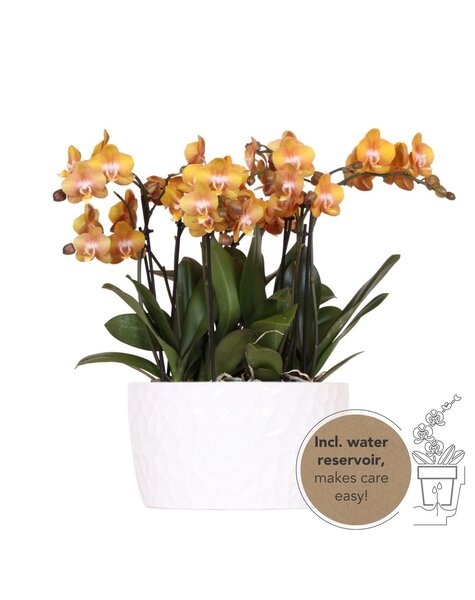 Kolibri Orchids Orchidee