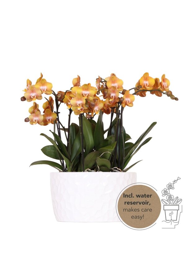 Oranje plantenset in Honey dish incl. waterreservoir DIY Pakket