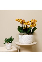 Kolibri Orchids | oranje orchideeënset in Honey dish incl. waterreservoir | drie oranje orchideeën Las Vegas12cm | Mono Bouquet wit met zelfvoorzienend waterreservoir