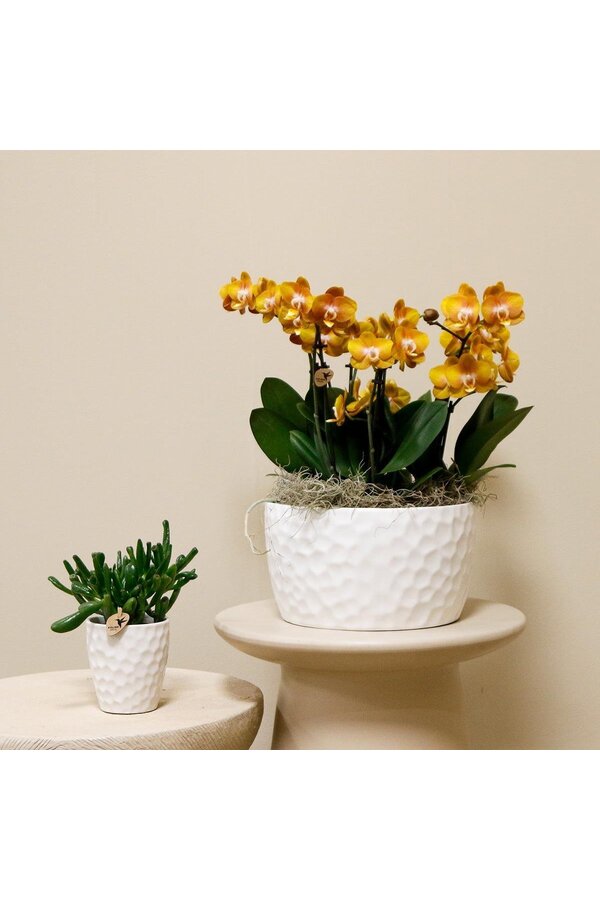 Oranje plantenset in Honey dish incl. waterreservoir DIY Pakket