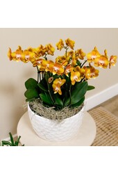 Oranje plantenset in Honey dish incl. waterreservoir DIY Pakket