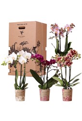 Kolibri Orchids - Surprise box mix - planten voordeel box - verrassingsbox met 4 verschillende orchideeën - vers van de kweker