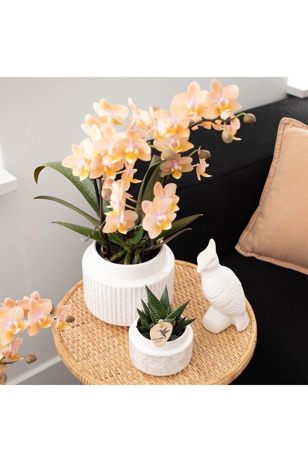 Boîte surprise mix 4 pièces