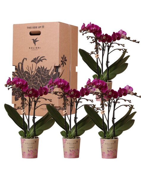 Kolibri Orchids Kolibri Orchids - Surprise box eenkleurig - planten voordeel box - verrassingsbox met 4 verschillende orchideeën - vers van de kweker