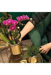 Surprise box met orchideeën met 1 kleur