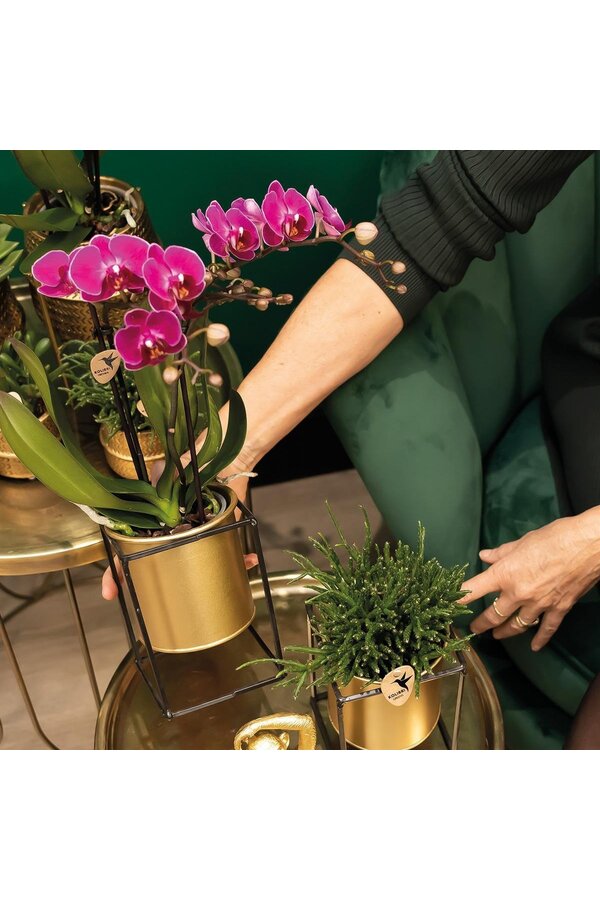 Surprise box met orchideeën met 1 kleur