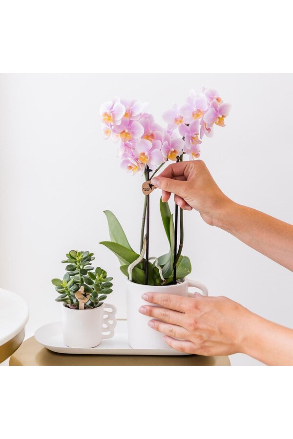 Surprise box met orchideeën met 1 kleur