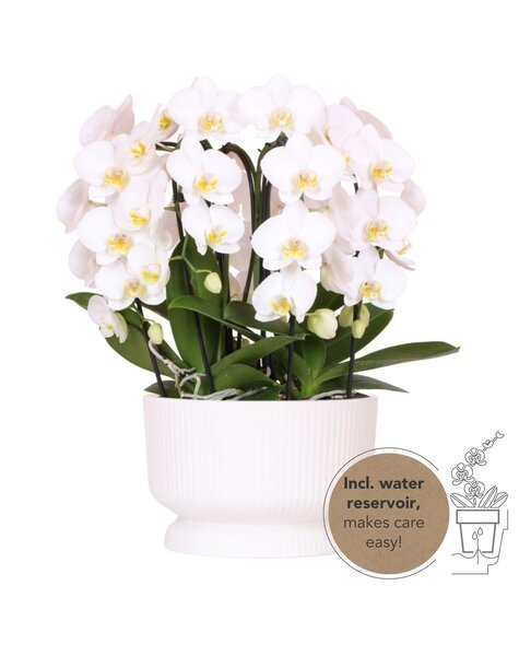 Kolibri Orchids Orchidee