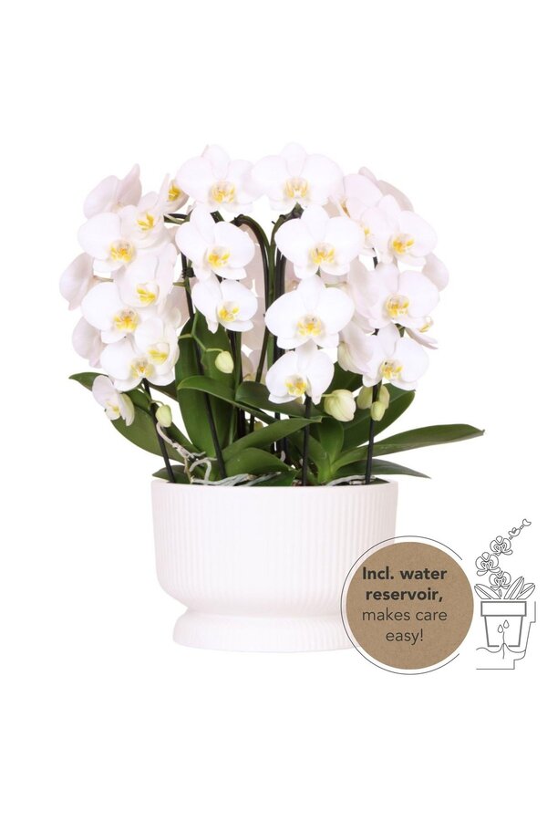 Witte orchideeënset in Diabolo white dish incl. waterreservoir DIY Pakket