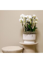 Witte orchideeënset in Diabolo white dish incl. waterreservoir DIY Pakket