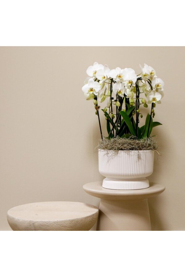 Witte orchideeënset in Diabolo white dish incl. waterreservoir DIY Pakket