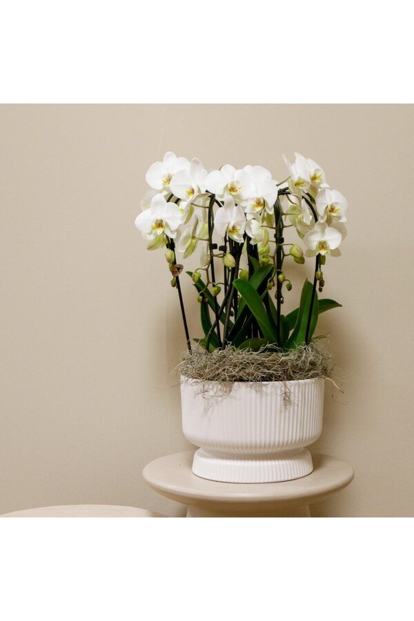 Witte orchideeënset in Diabolo white dish incl. waterreservoir DIY Pakket