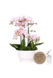 Roze plantenset in Diabolo white dish DIY Pakket