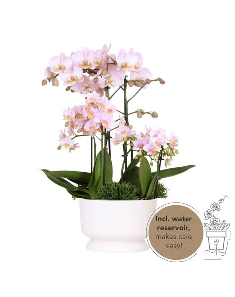 Kolibri Orchids Orchidee