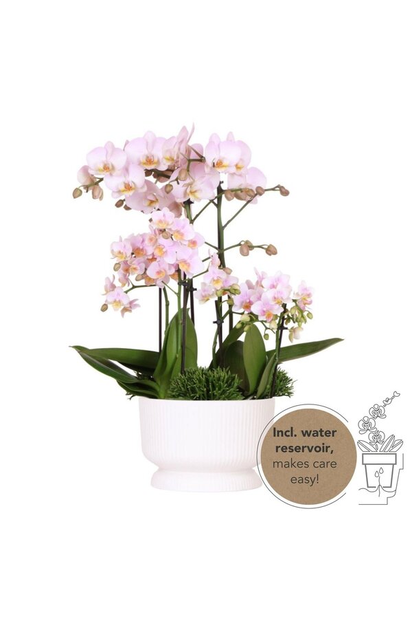 Roze plantenset in Diabolo white dish DIY Pakket