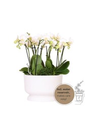 Witte plantenset in Diabolo white dish Bouquet DIY Pakket