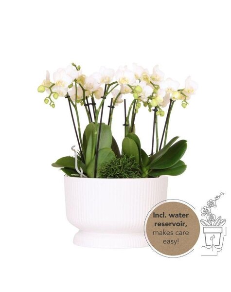 Kolibri Orchids Orchidee