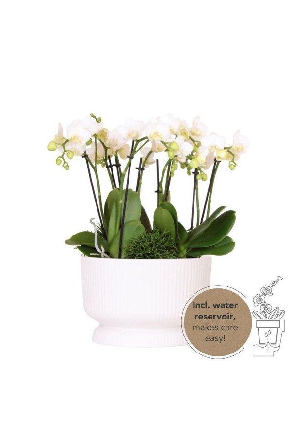 Witte plantenset in Diabolo white dish Bouquet DIY Pakket
