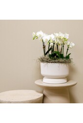 Witte plantenset in Diabolo white dish Bouquet DIY Pakket