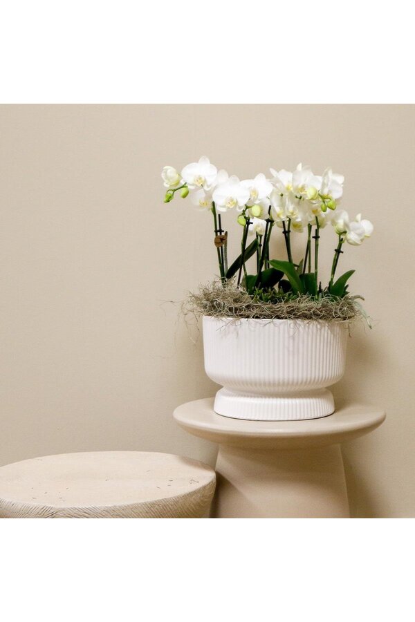 Witte plantenset in Diabolo white dish Bouquet DIY Pakket