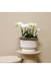 Witte plantenset in Diabolo white dish Bouquet DIY Pakket