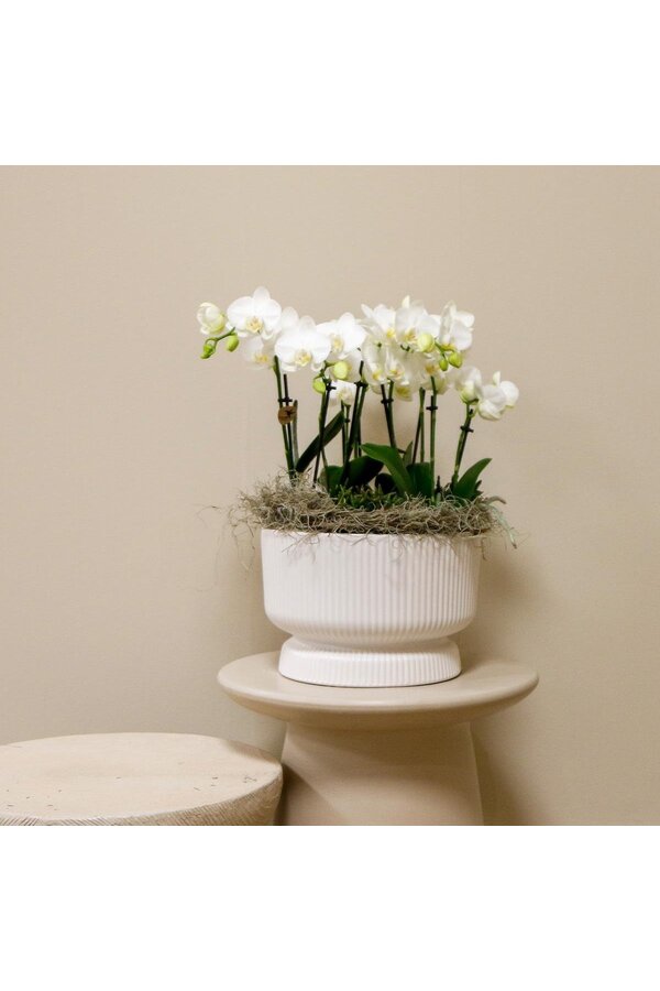 Witte plantenset in Diabolo white dish Bouquet DIY Pakket