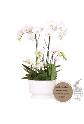 Witte plantenset in Diabolo white dish DIY Pakket