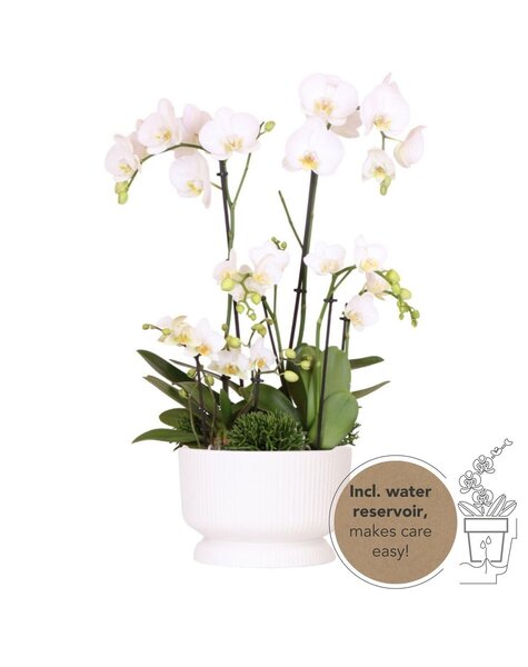 Kolibri Orchids Orchidee