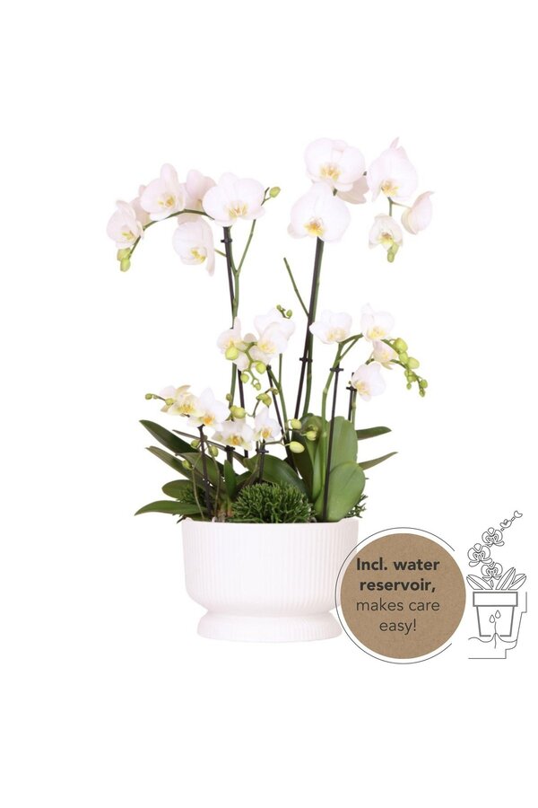 Witte plantenset in Diabolo white dish DIY Pakket
