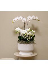 Witte plantenset in Diabolo white dish DIY Pakket