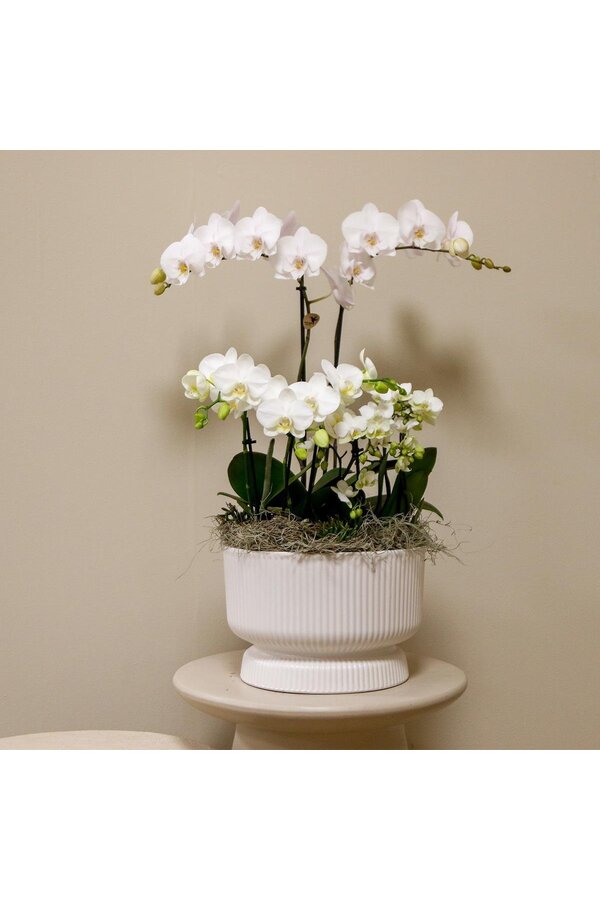 Witte plantenset in Diabolo white dish DIY Pakket