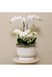 Witte plantenset in Diabolo white dish DIY Pakket