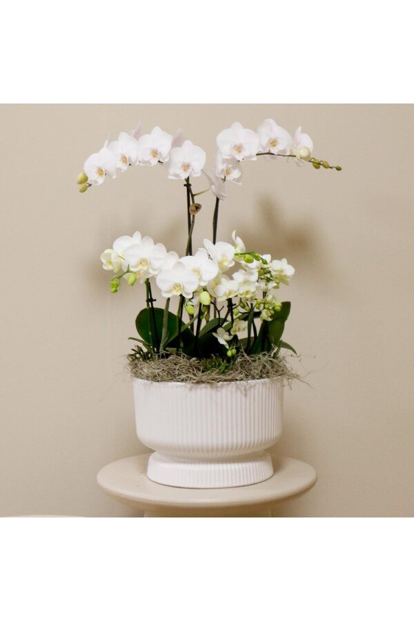 Witte plantenset in Diabolo white dish DIY Pakket