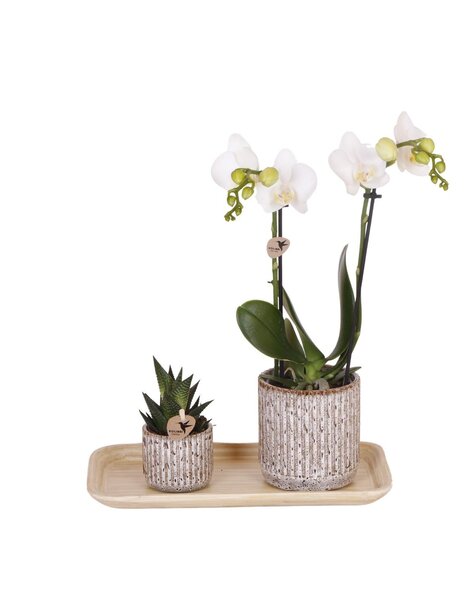 Kolibri Orchids Orchidee