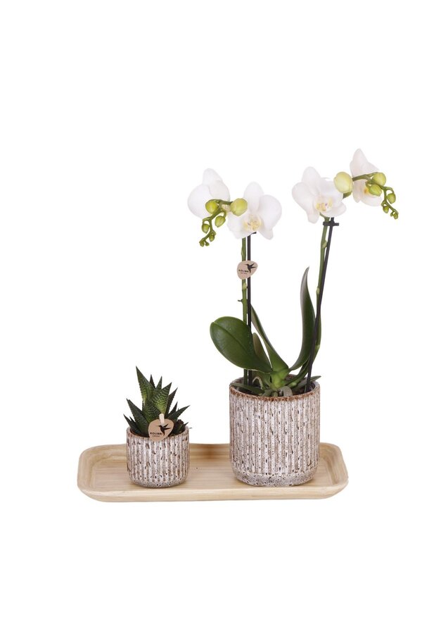 Ensemble de plantes Untamed Nature small
